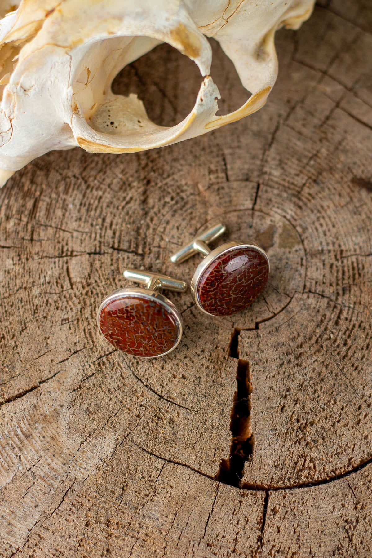 Red fossilized dinosaur bone set as round cufflinks with a whale tail back